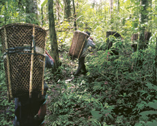 Personas cargando frutos naturales en la selva
